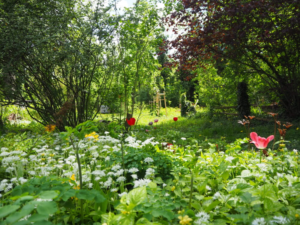 Ein gepflegter und blühender Garten bei Sonnenschein